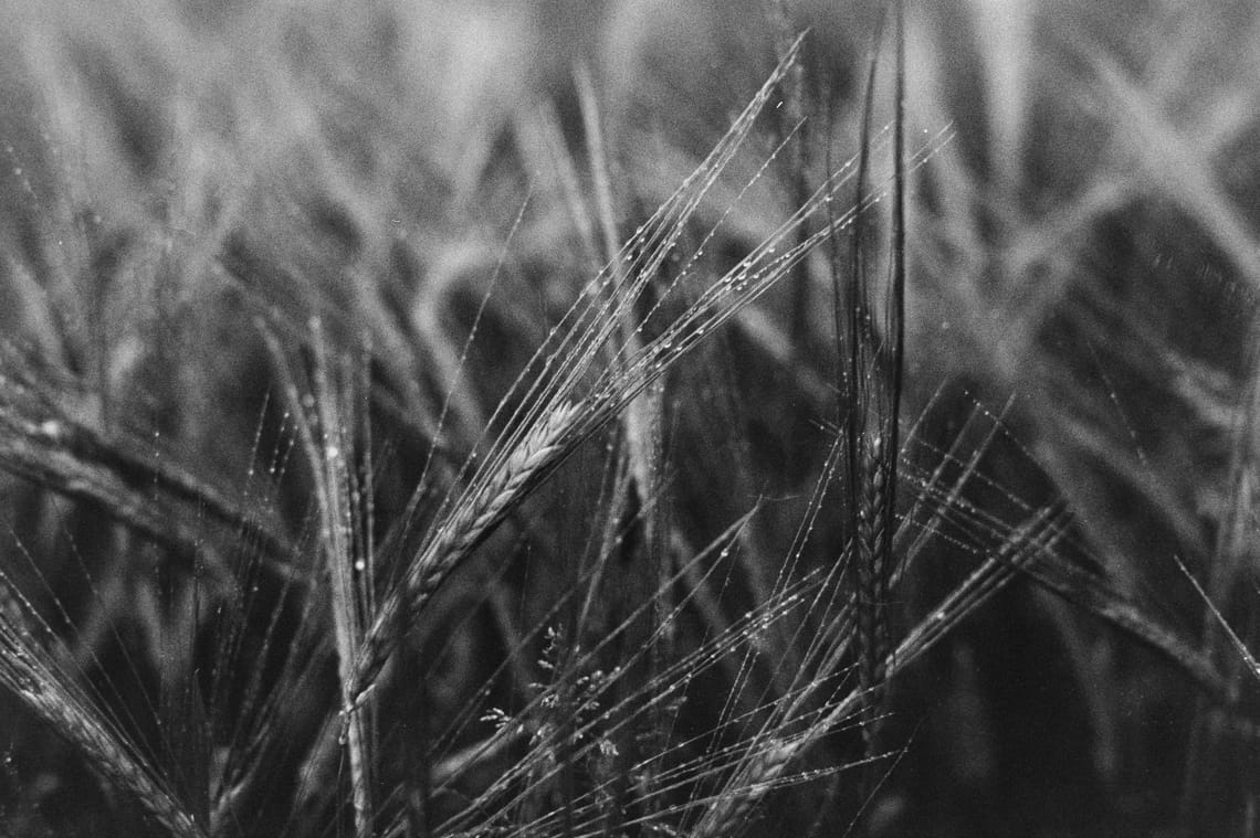 spaziergänge in s/w